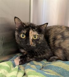 Shelter Stray Female Cat last seen 89TH AND COLORADO, Brighton, CO 80601