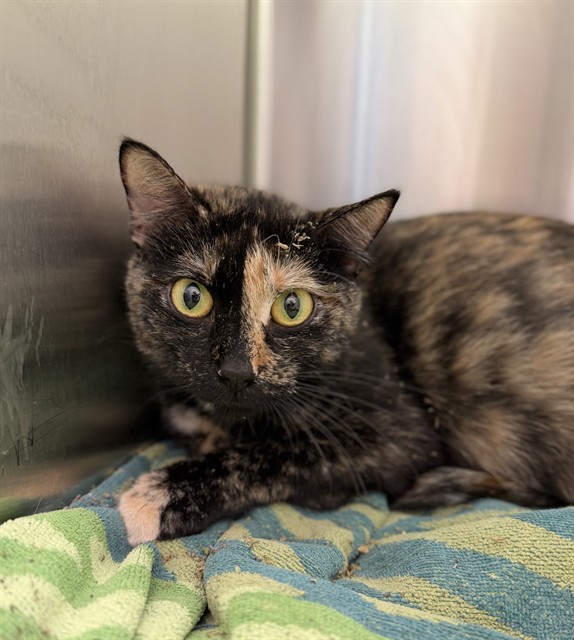 Shelter Stray Female Cat last seen 89TH AND COLORADO, Brighton, CO 80601
