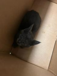 Shelter Stray Male Cat last seen Near BLOCK COUNTY RD 6, Brighton, CO 80601