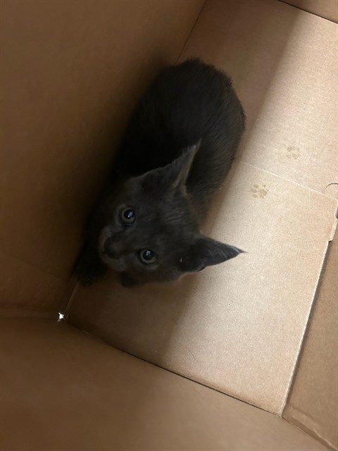 Shelter Stray Male Cat last seen Near BLOCK COUNTY RD 6, Brighton, CO 80601