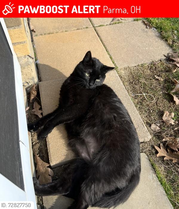 Lost Male Cat last seen Ridge , w.54th, Parma, OH 44129