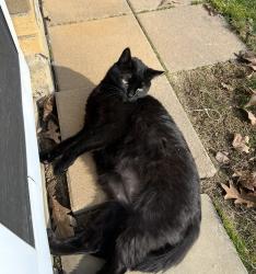 Lost Male Cat last seen Ridge , w.54th, Parma, OH 44129