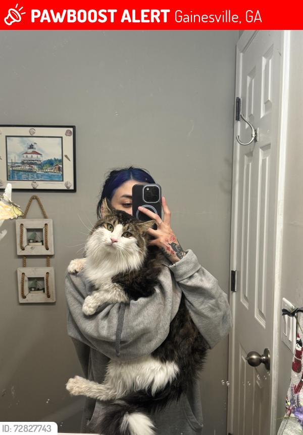 Lost Male Cat last seen Rosewood Subdivision , Gainesville, GA 30507