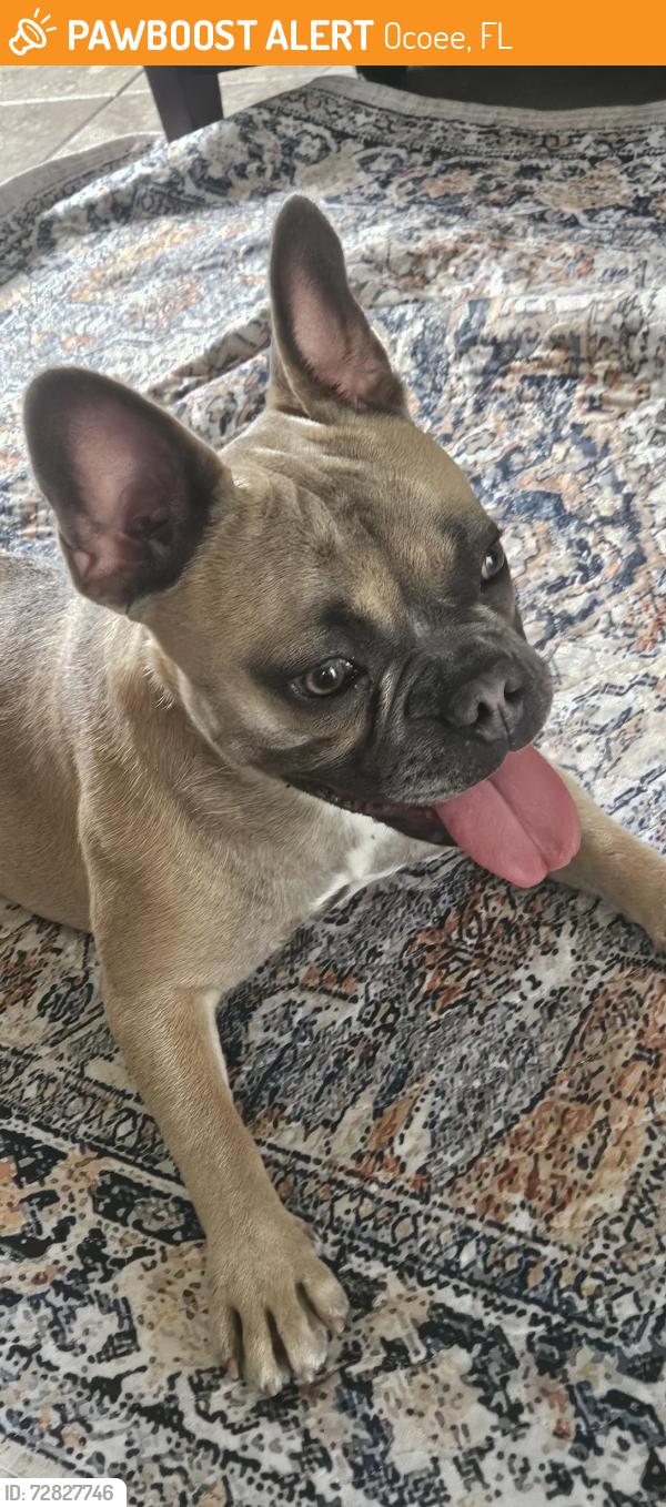 Found/Stray Female Dog last seen Wurst Rd/ Lady Ave, Ocoee, FL 34761