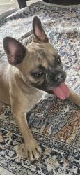 Found/Stray Female Dog last seen Wurst Rd/ Lady Ave, Ocoee, FL 34761