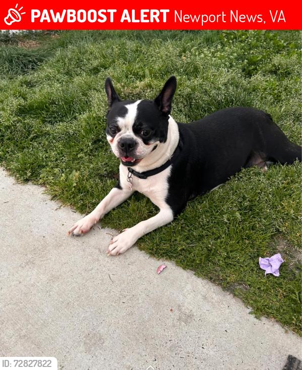 Lost Female Dog last seen Near Bluebird Ln Newport New va, Newport News, VA 23605