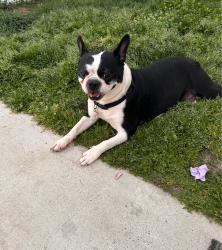 Lost Female Dog last seen Near Bluebird Ln Newport New va, Newport News, VA 23605