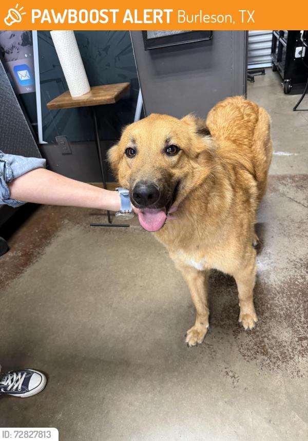 Found/Stray Male Dog last seen Wilshire & Hidden Creek Pkwy, Burleson, TX 76028