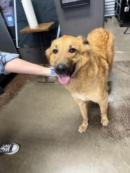 Found/Stray Male Dog last seen Wilshire & Hidden Creek Pkwy, Burleson, TX 76028