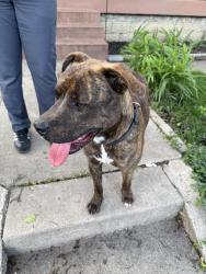 Found/Stray Male Dog last seen State street and English avenue Indianapolis Indiana , Indianapolis, IN 46203