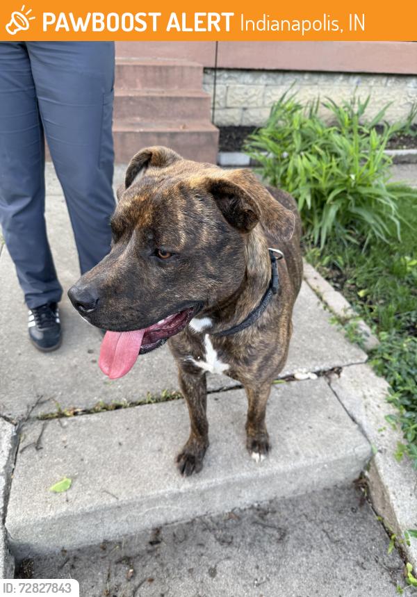 Found/Stray Male Dog last seen State street and English avenue Indianapolis Indiana , Indianapolis, IN 46203