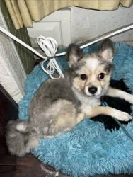 Lost Male Dog last seen Near Roosevelt high school , Fresno, CA 93721