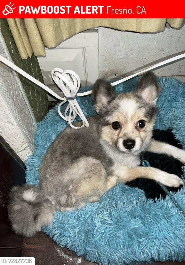 Lost Male Dog last seen Near Roosevelt high school , Fresno, CA 93721