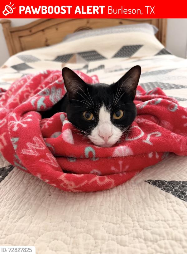 Lost Male Cat last seen Irene and Judith, Burleson, TX 76028