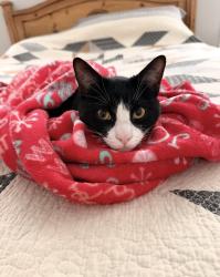 Lost Male Cat last seen Irene and Judith, Burleson, TX 76028