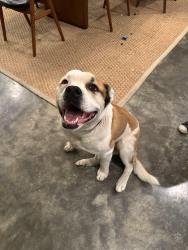 Lost Male Dog last seen Pacific Bars Rd and Silva Rd, Mariposa, CA 95338