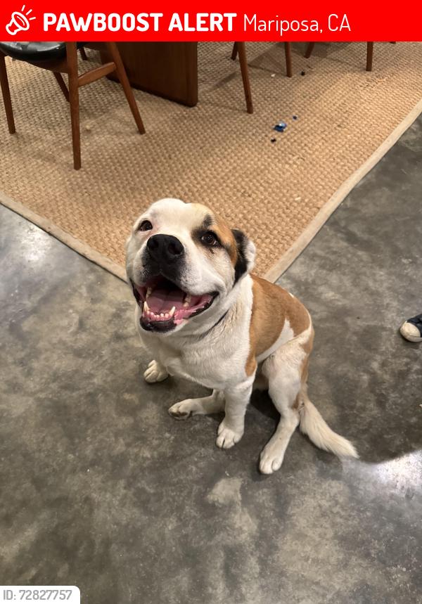 Lost Male Dog last seen Pacific Bars Rd and Silva Rd, Mariposa, CA 95338