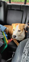 Found/Stray Female Dog last seen Carswell Terrace Arlington , Arlington, TX 76010