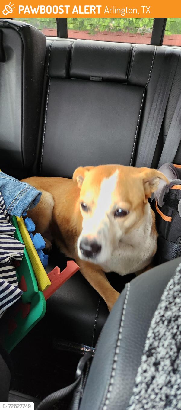 Found/Stray Female Dog last seen Carswell Terrace Arlington , Arlington, TX 76010