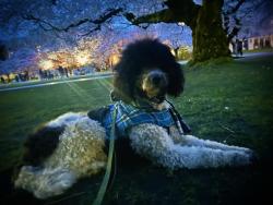 Lost Male Dog last seen North sound  com college north lot7, Seattle, WA 98115