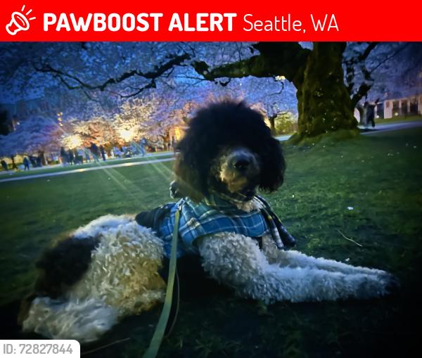 Lost Male Dog last seen North sound  com college north lot7, Seattle, WA 98115