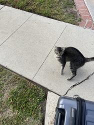 Found/Stray Unknown Cat last seen Oso and Roscoe , Los Angeles, CA 91306