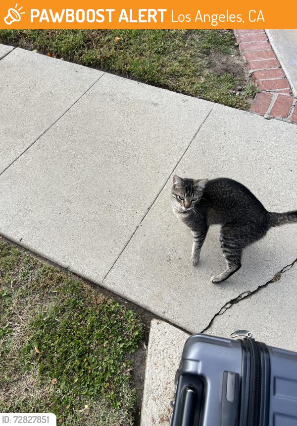 Found/Stray Unknown Cat last seen Oso and Roscoe , Los Angeles, CA 91306