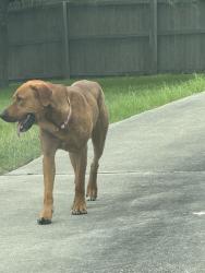 Found/Stray Male Dog last seen Sun Pebble- County line , New Braunfels, TX 78130