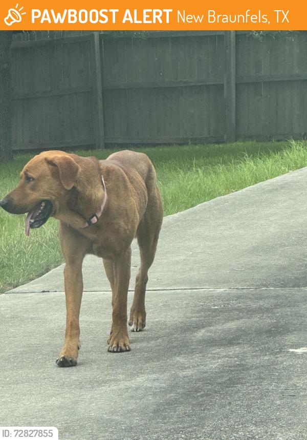 Found/Stray Male Dog last seen Sun Pebble- County line , New Braunfels, TX 78130
