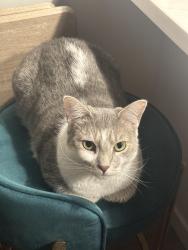 Lost Female Cat last seen PASSYUNK AND 24TH ST, Philadelphia, PA 19145