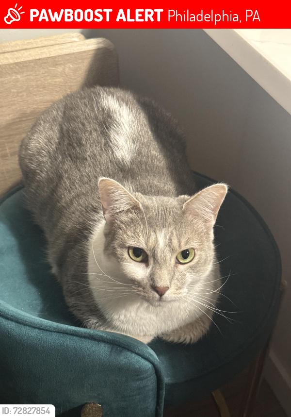 Lost Female Cat last seen PASSYUNK AND 24TH ST, Philadelphia, PA 19145