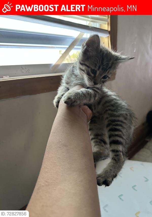 Lost Female Cat last seen 35th and Fremont , Minneapolis, MN 55412
