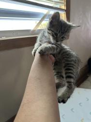 Lost Female Cat last seen 35th and Fremont , Minneapolis, MN 55412