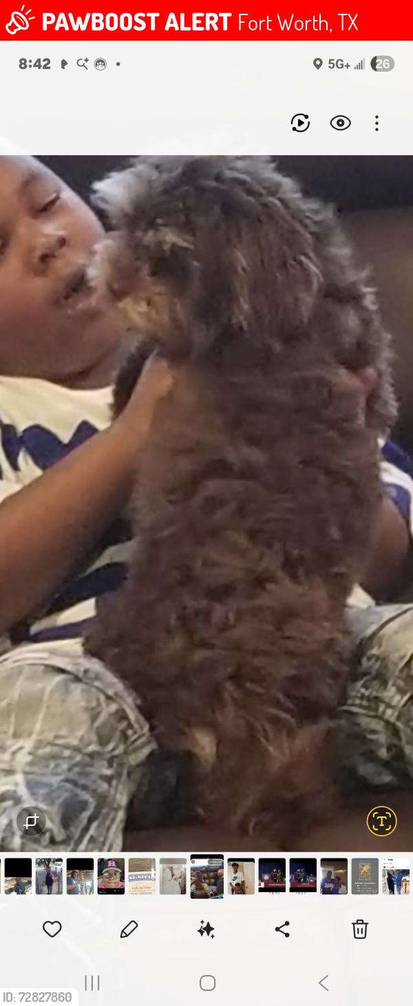 Lost Female Dog last seen McPherson , Fort Worth, TX 76140