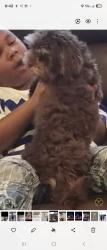 Lost Female Dog last seen McPherson , Fort Worth, TX 76140