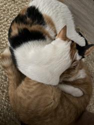 Lost Female Cat last seen Edgemere, El Paso County, TX 79938