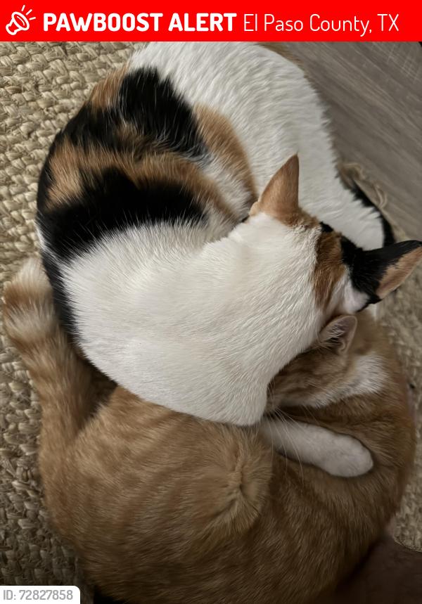 Lost Female Cat last seen Edgemere, El Paso County, TX 79938