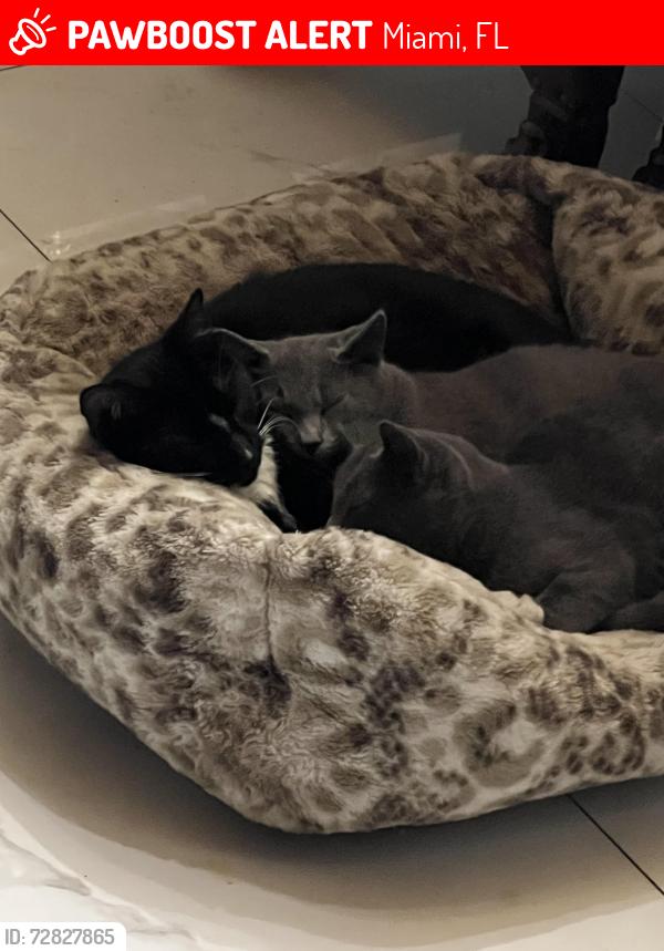 Lost Male Cat last seen Near ave and sw 17 st , Miami, FL 33165