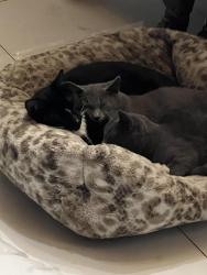 Lost Male Cat last seen Near ave and sw 17 st , Miami, FL 33165