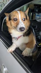 Shelter Stray Unknown Dog last seen Carmel, IN 46032, Fishers, IN 46038