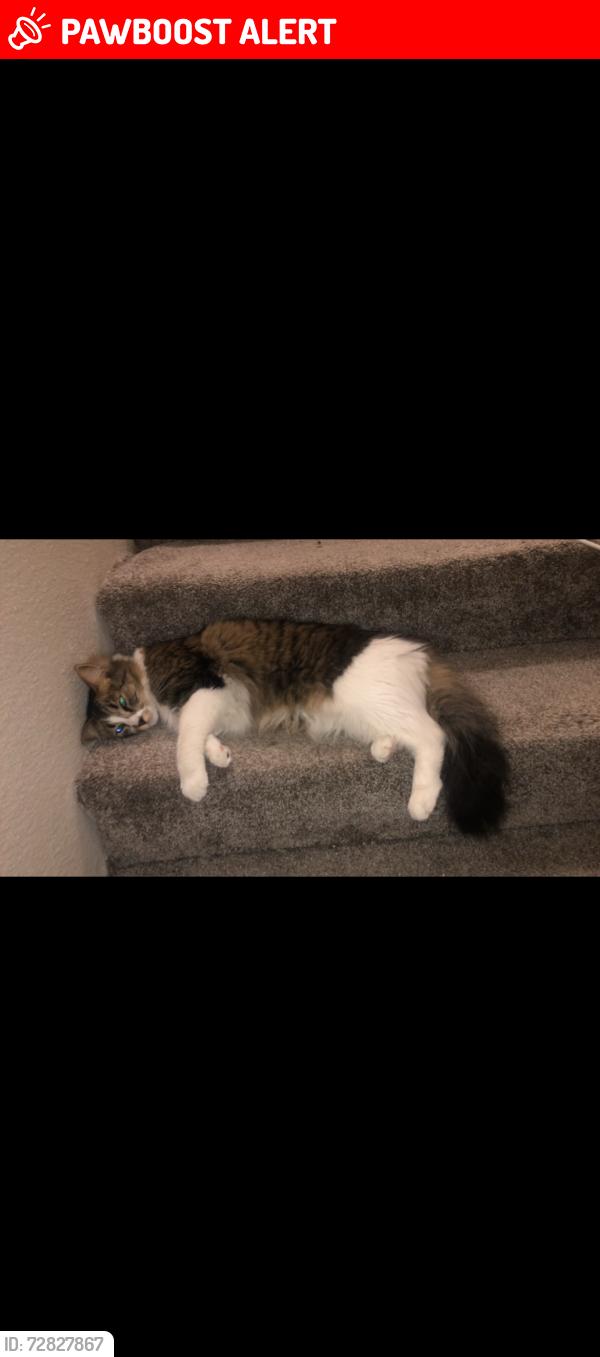 Lost Male Cat last seen By the Blake’s on 4th street next to tan and orange apmts , Los Ranchos de Albuquerque, NM 87114