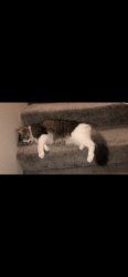 Lost Male Cat last seen By the Blake’s on 4th street next to tan and orange apmts , Los Ranchos de Albuquerque, NM 87114