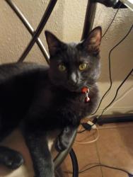 Lost Male Cat last seen Near Isleta Blvd. SW, Albuquerque, NM 87105