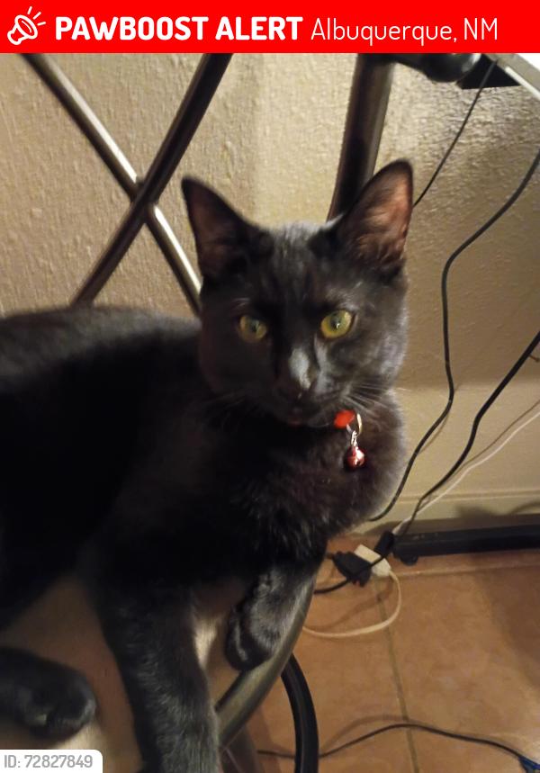 Lost Male Cat last seen Near Isleta Blvd. SW, Albuquerque, NM 87105