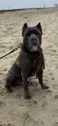 Lost Male Dog last seen Ironwood and Lassell, Moreno Valley, CA 92555
