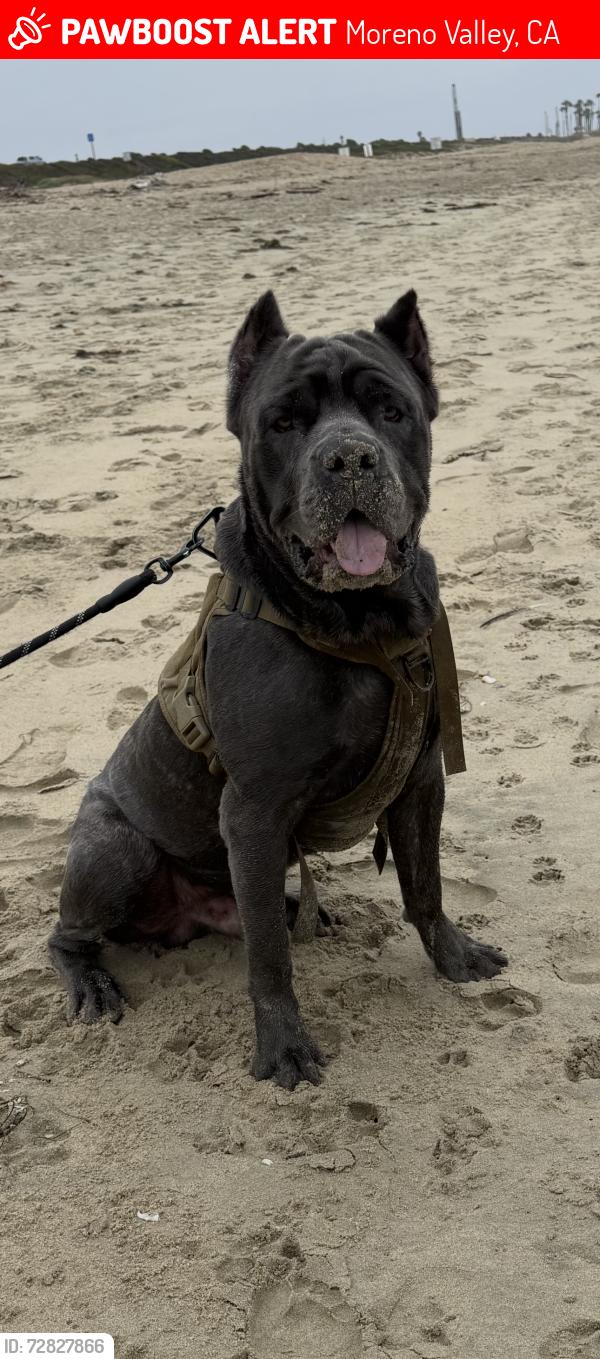 Lost Male Dog last seen Ironwood and Lassell, Moreno Valley, CA 92555