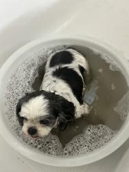 Found/Stray Female Dog last seen near the lake of my hse, Miami, FL 33185