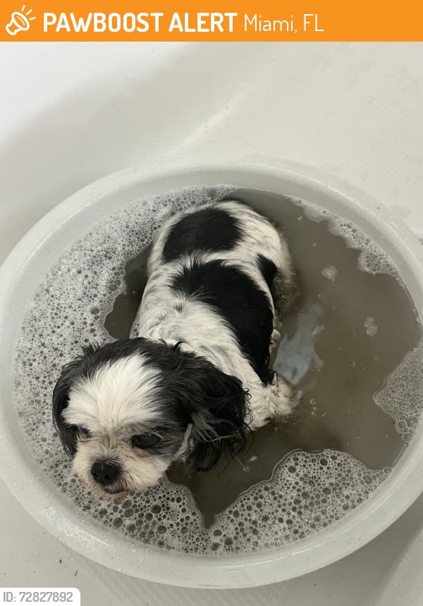 Found/Stray Female Dog last seen near the lake of my hse, Miami, FL 33185