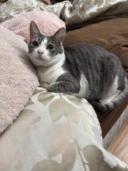 Lost Female Cat last seen Vinton and via lido , Pomona, CA 91767