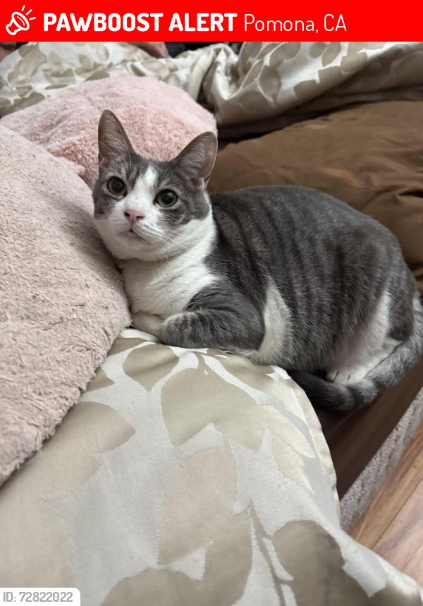 Lost Female Cat last seen Vinton and via lido , Pomona, CA 91767